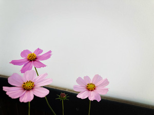 ★ その人の未来を見せられるということです。